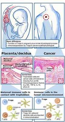 The Tolerogenic Function of Regulatory T Cells in Pregnancy and Cancer